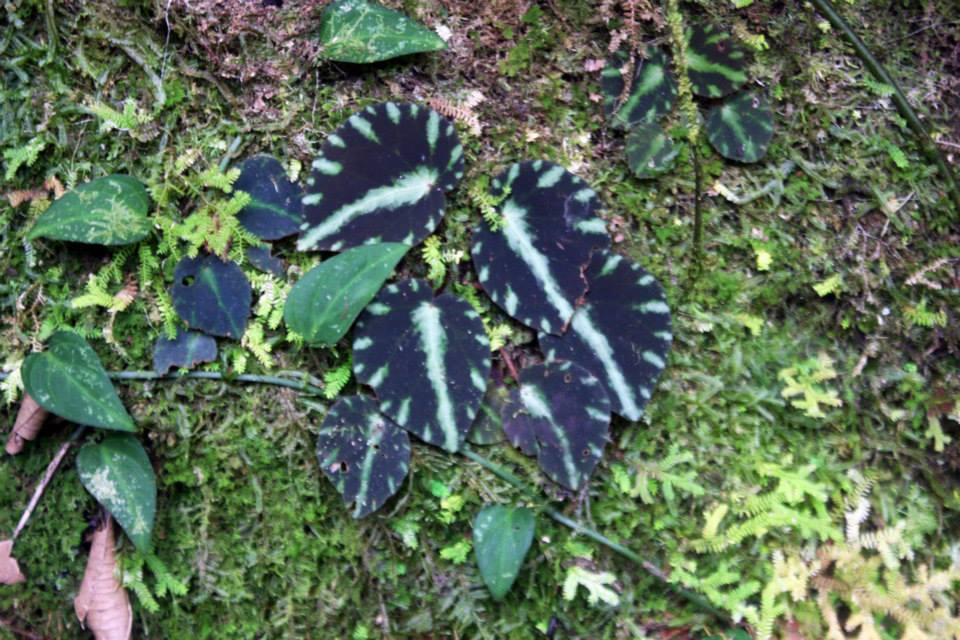 B. cleopatrae